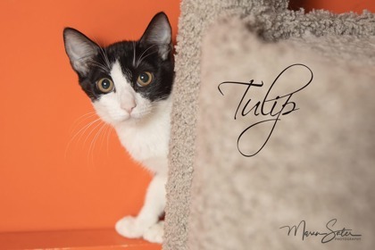 Tulip**Currently at Petco Tatum & Bell** 1