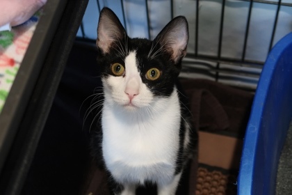 Tulip**Currently at Petco Tatum & Bell** 2