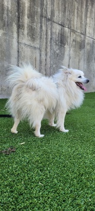 Carmen 2