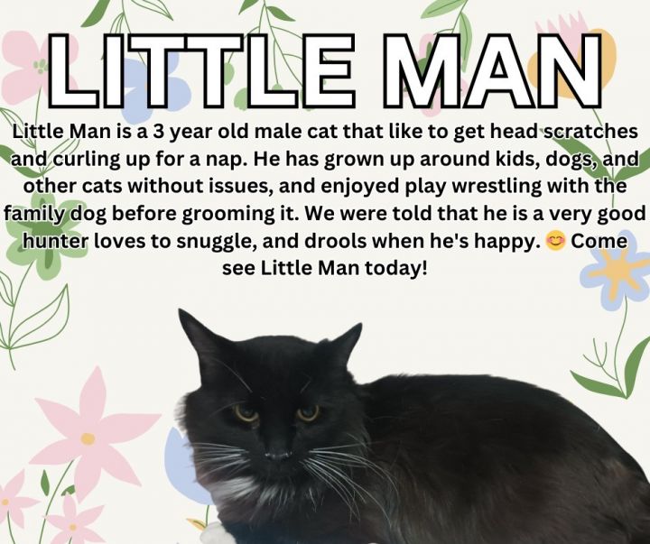 Little Man 1