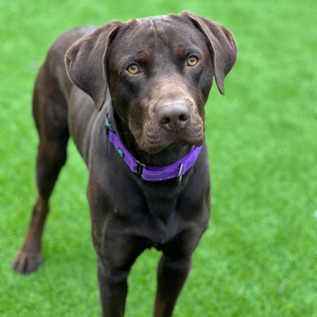 Thane - Adopted!