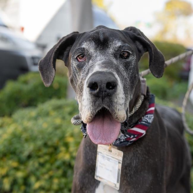 Lucy Grey - Adopted!