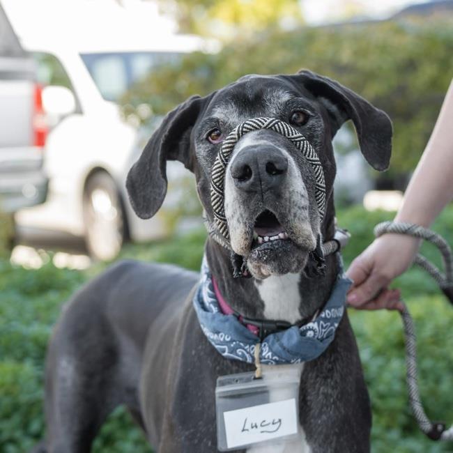 Lucy Grey - Adopted! 2