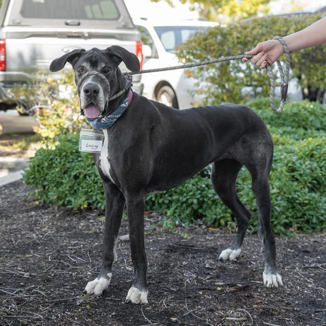 Lucy Grey - Adopted! 3