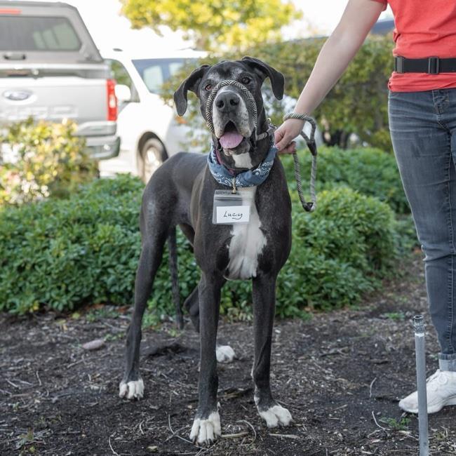 Lucy Grey - Adopted! 4