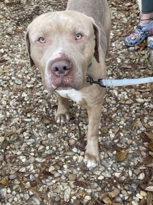 Simba, Adult Male Mixed Breed