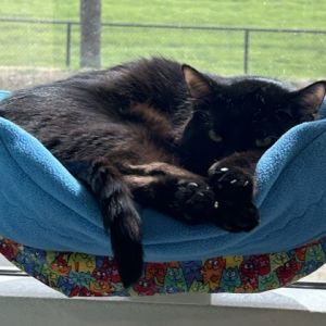 Tiko