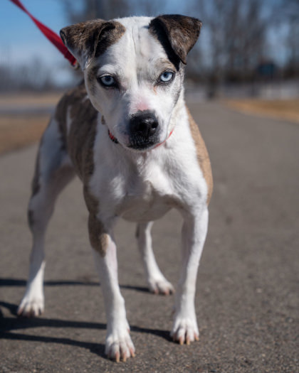 (Gloria), an adoptable Beagle, Mixed Breed in Pequot Lakes, MN, 56472 | Photo Image 1