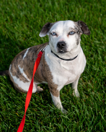 (Gloria), an adoptable Beagle, Mixed Breed in Pequot Lakes, MN, 56472 | Photo Image 3