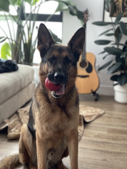Joker, an adoptable Mixed Breed in Montreal, QC, H4P 1X4 | Photo Image 1