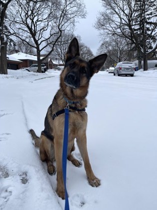 Joker, an adoptable Mixed Breed in Montreal, QC, H4P 1X4 | Photo Image 3