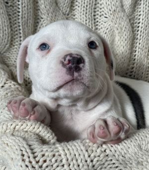 Yu Litter Nugget