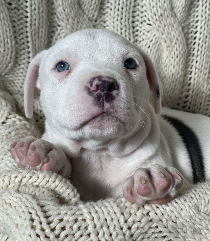 Yu Litter Nugget 1