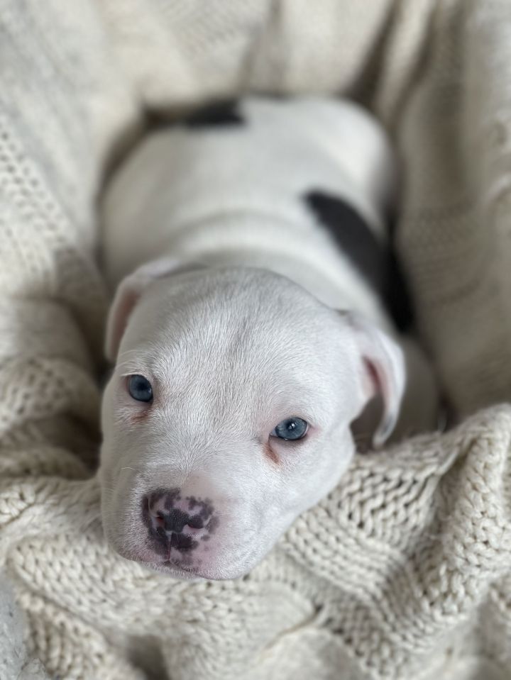 Yu Litter Nugget 2