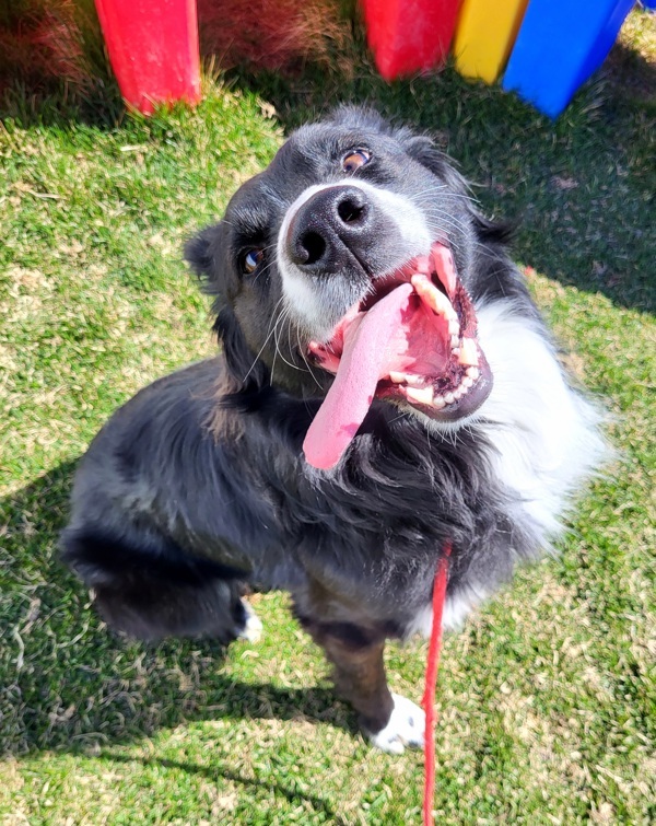 Baxter 43482, an adoptable Border Collie in Pocatello, ID, 83205 | Photo Image 1