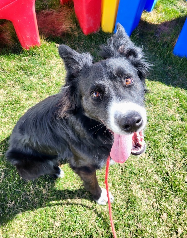Baxter 43482, an adoptable Border Collie in Pocatello, ID, 83205 | Photo Image 2