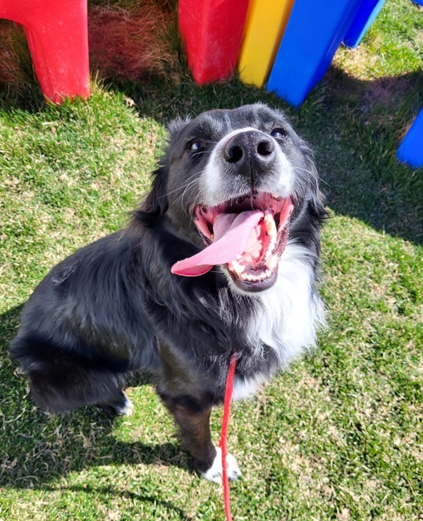 Baxter 43482, an adoptable Border Collie in Pocatello, ID, 83205 | Photo Image 3