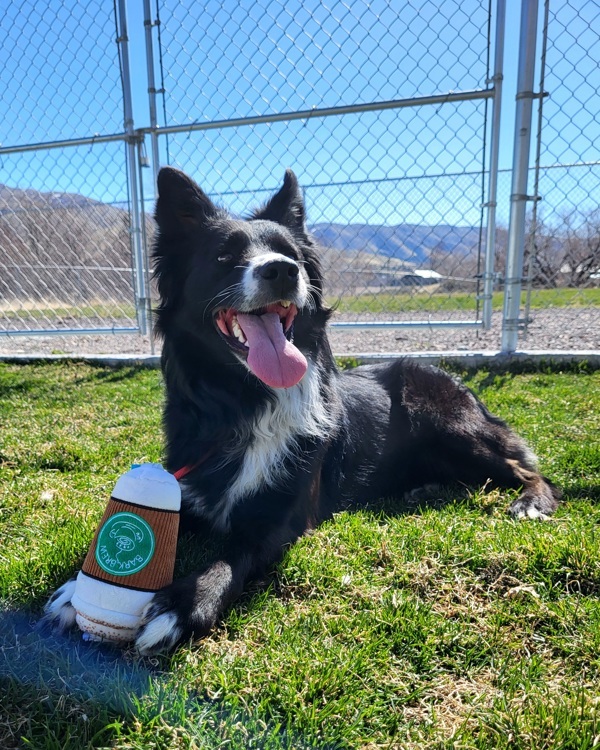 Baxter 43482, an adoptable Border Collie in Pocatello, ID, 83205 | Photo Image 4