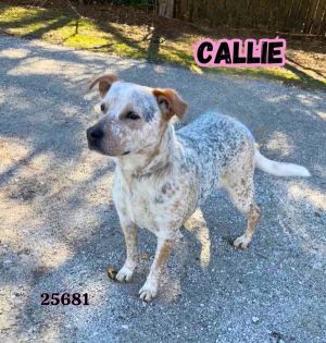 Hi Im Callie I spent my whole life in a home until coming to the shelter due to no fault