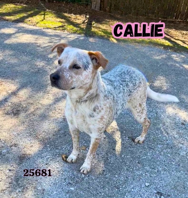 Callie Photo