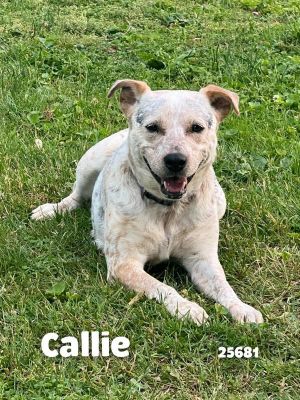 Callie Australian Cattle Dog / Blue Heeler Dog