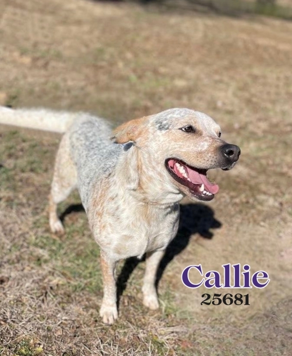 Callie Photo