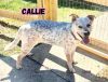 Callie photo 2