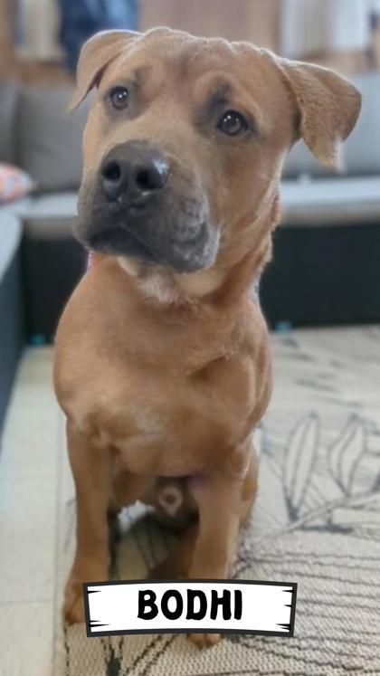 Bodhi
