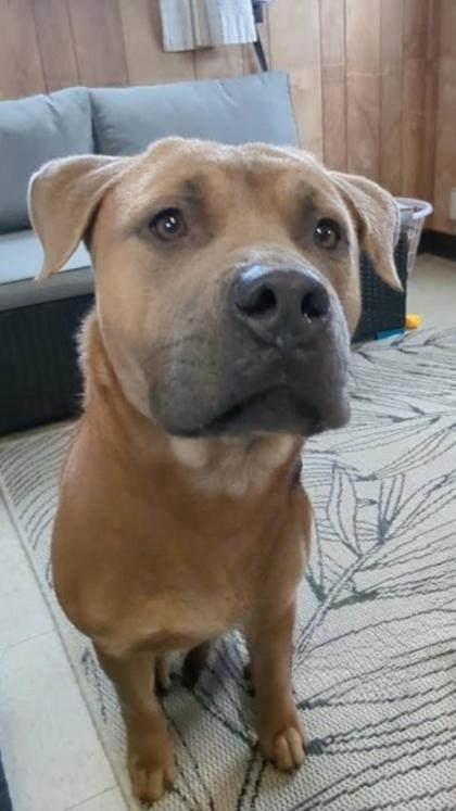 Bodhi