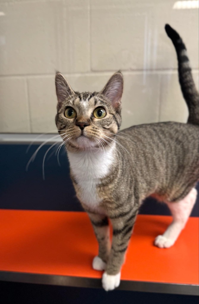 Nala, an adoptable Domestic Short Hair in Grand Forks, ND, 58203 | Photo Image 1