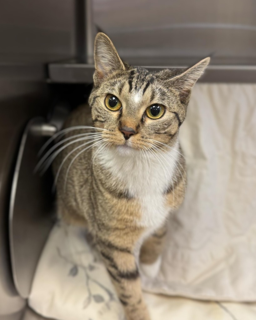 Nala, an adoptable Domestic Short Hair in Grand Forks, ND, 58203 | Photo Image 2