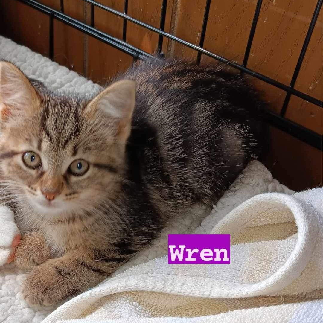 Wren