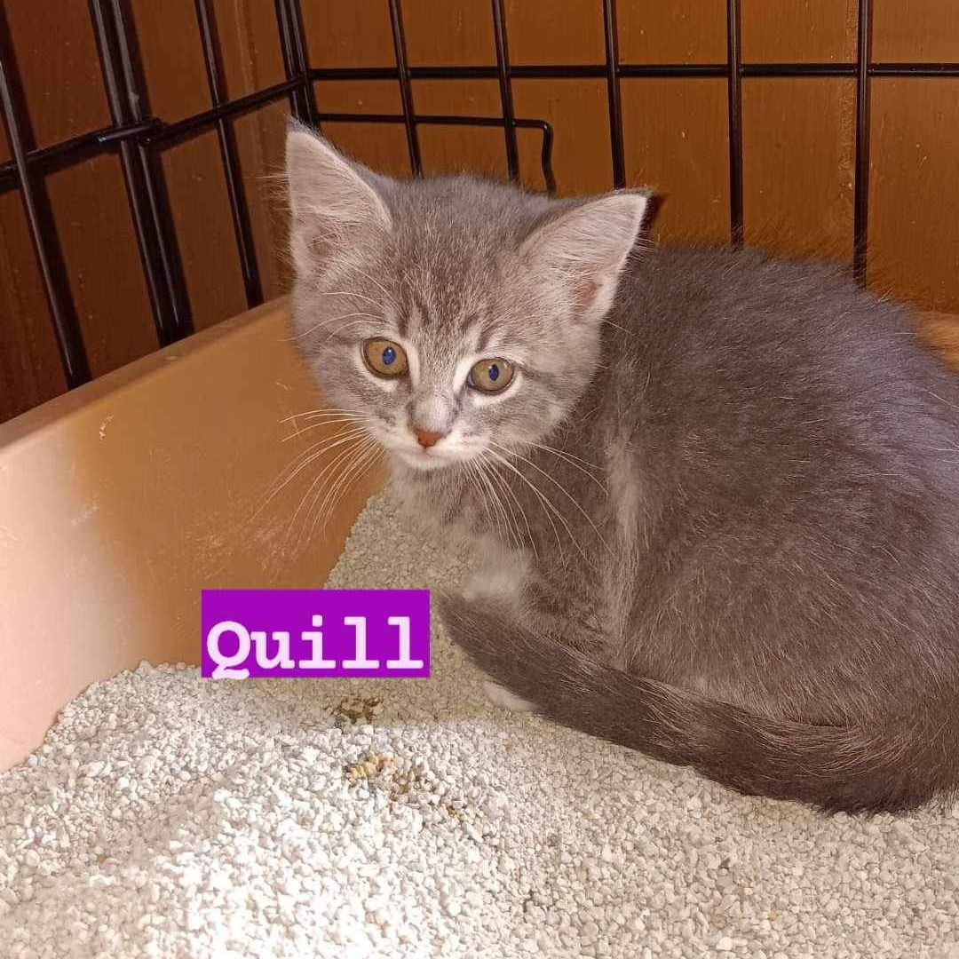 Baby Quill