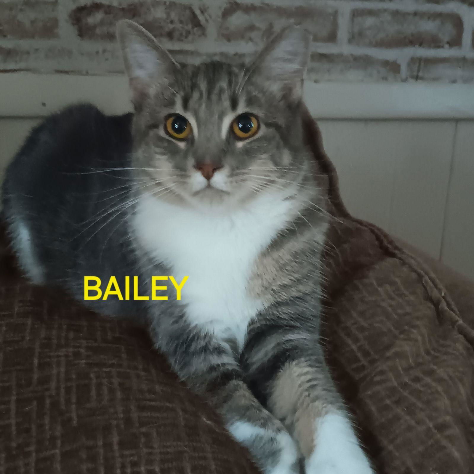 Baby Bailey