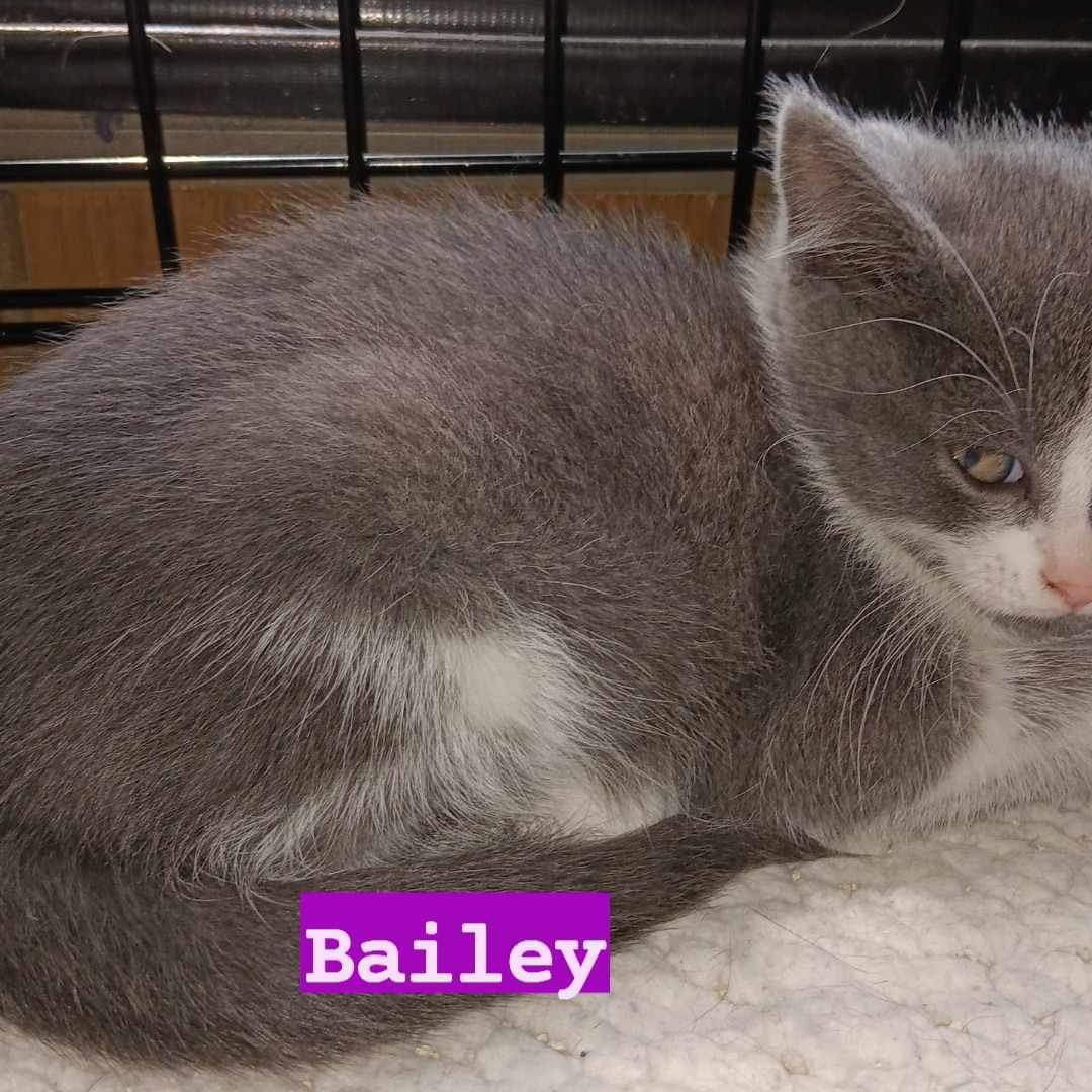 Baby Bailey
