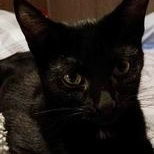 Zz Ty~ Courtesy, an adoptable Abyssinian, Domestic Short Hair in Utica, MI, 48318 | Photo Image 1