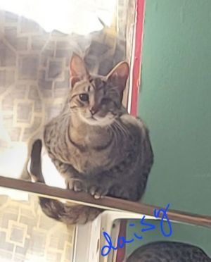 Zz Daisy~ Courtesy, Young Female Tabby