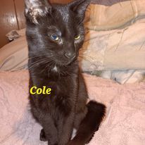 Zz Cole - Courtesy, an adoptable Abyssinian, Domestic Short Hair in Utica, MI, 48318 | Photo Image 1