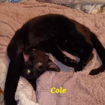 Zz Cole - Courtesy, an adoptable Abyssinian, Domestic Short Hair in Utica, MI, 48318 | Photo Image 2