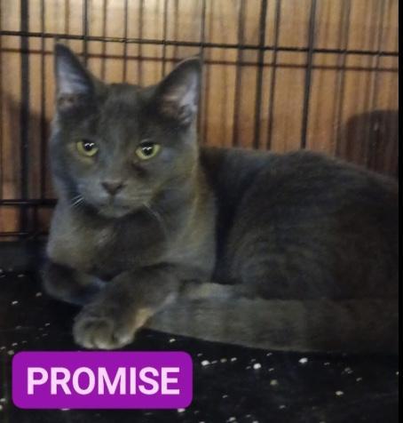 Zz Baby Promise - Courtesy