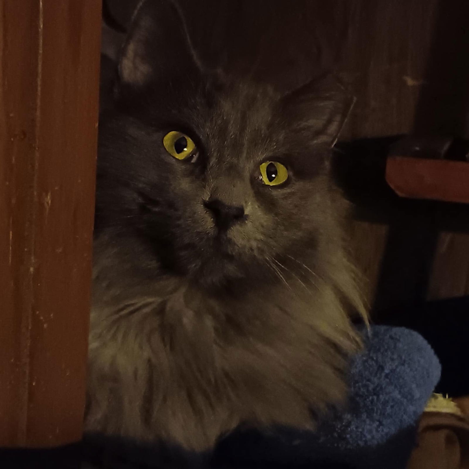 Zz Baby Grayson~ Courtesy, an adoptable Nebelung, Domestic Long Hair in Utica, MI, 48318 | Photo Image 1