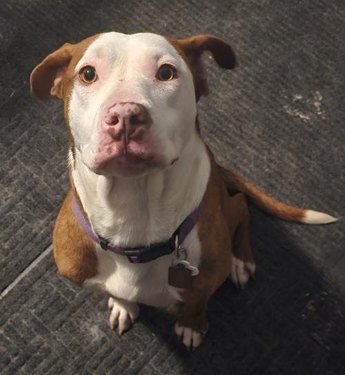 Zz Roxy - Courtesy