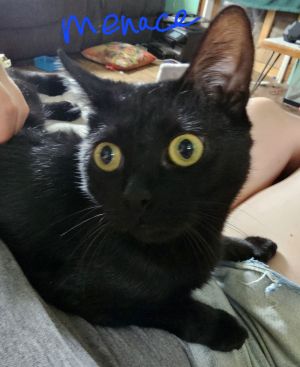 Zz Menace~ Courtesy, Young Male Domestic Short Hair