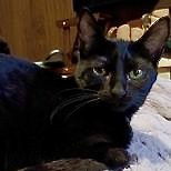 Zz Shawna ~ Courtesy, an adoptable Abyssinian, Domestic Short Hair in Utica, MI, 48318 | Photo Image 1