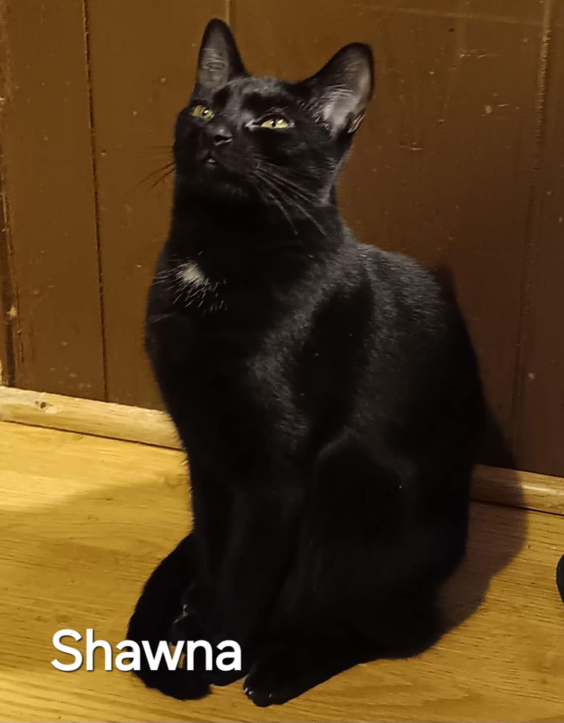 Zz Shawna ~ Courtesy, an adoptable Abyssinian, Domestic Short Hair in Utica, MI, 48318 | Photo Image 2