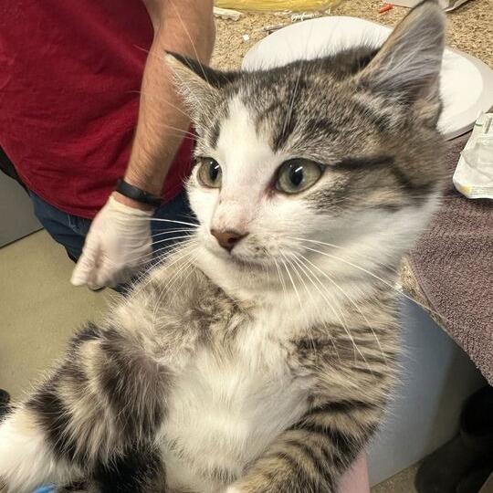 Zuul
