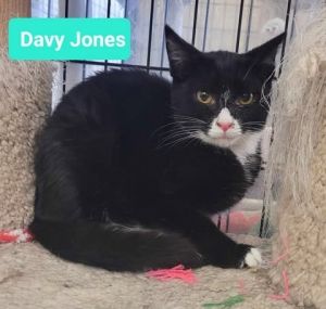 Davy Jones, Young Male unknown
