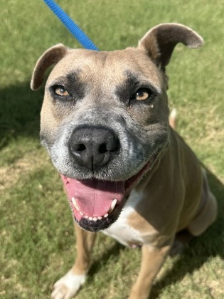 Bella