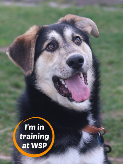 Scout, an adoptable Mixed Breed in Walla Walla, WA, 99362 | Photo Image 1
