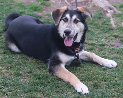 Scout, an adoptable Mixed Breed in Walla Walla, WA, 99362 | Photo Image 2